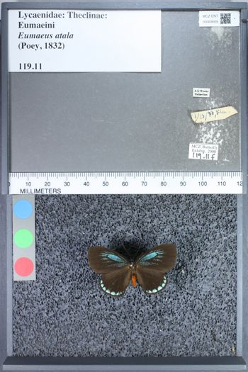 Media type: image;   Entomology 69009